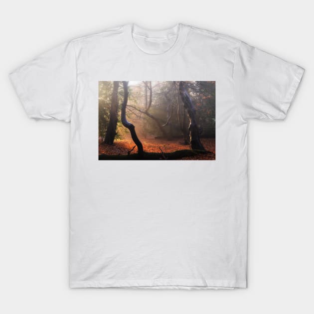 Autumn in Epping Forest T-Shirt by Nigdaw